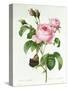 Rosa Centifolia-Pierre Joseph Redout?-Stretched Canvas