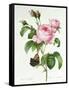 Rosa Centifolia-Pierre Joseph Redout?-Framed Stretched Canvas