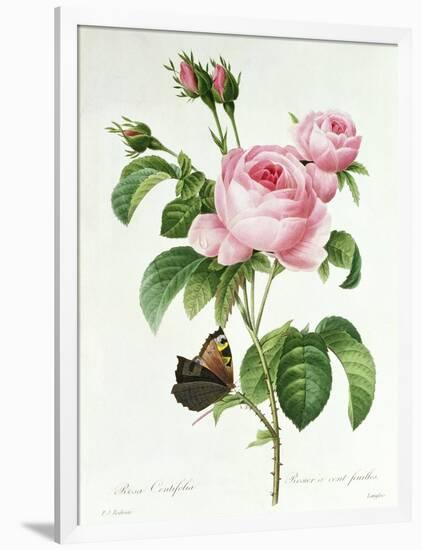 Rosa Centifolia-Pierre Joseph Redout?-Framed Giclee Print