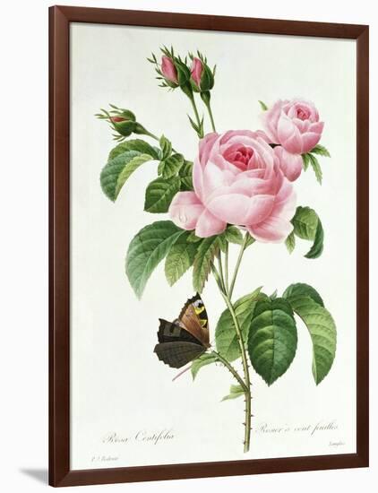 Rosa Centifolia-Pierre Joseph Redout?-Framed Giclee Print