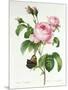 Rosa Centifolia-Pierre Joseph Redout?-Mounted Giclee Print