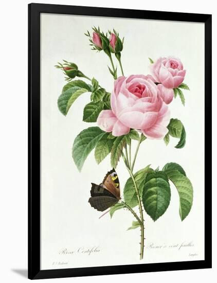 Rosa Centifolia-Pierre Joseph Redout?-Framed Giclee Print