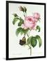 Rosa Centifolia-Pierre Joseph Redout?-Framed Giclee Print