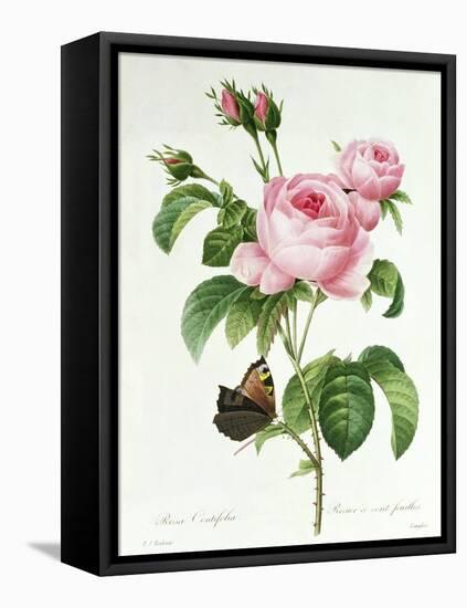 Rosa Centifolia-Pierre Joseph Redout?-Framed Stretched Canvas