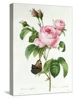 Rosa Centifolia-Pierre Joseph Redout?-Stretched Canvas