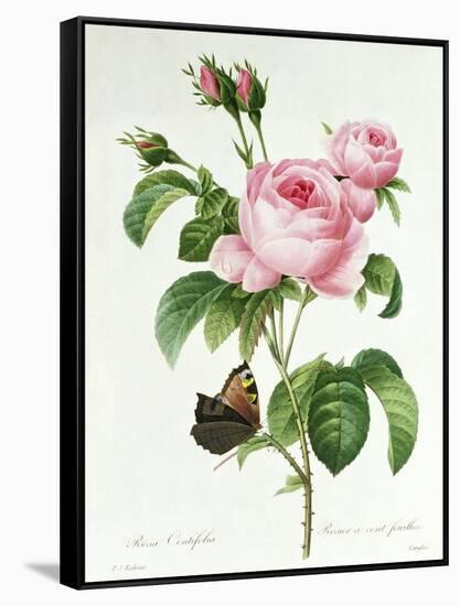 Rosa Centifolia-Pierre Joseph Redout?-Framed Stretched Canvas