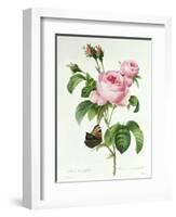 Rosa Centifolia-Pierre Joseph Redout?-Framed Giclee Print