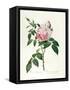 Rosa Chinensis and Rosa Gigantea, from 'Les Roses', 1817-Pierre-Joseph Redouté-Framed Stretched Canvas