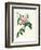 Rosa Chinensis and Rosa Gigantea, from 'Les Roses', 1817-Pierre-Joseph Redouté-Framed Premium Giclee Print