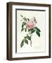 Rosa Chinensis and Rosa Gigantea, from 'Les Roses', 1817-Pierre-Joseph Redouté-Framed Premium Giclee Print