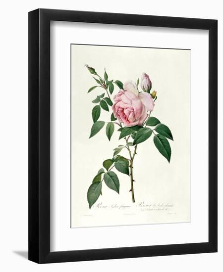 Rosa Chinensis and Rosa Gigantea, from 'Les Roses', 1817-Pierre-Joseph Redouté-Framed Premium Giclee Print