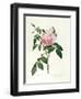 Rosa Chinensis and Rosa Gigantea, from 'Les Roses', 1817-Pierre-Joseph Redouté-Framed Premium Giclee Print