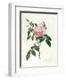 Rosa Chinensis and Rosa Gigantea, from 'Les Roses', 1817-Pierre-Joseph Redouté-Framed Premium Giclee Print