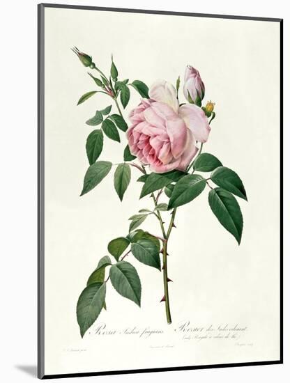 Rosa Chinensis and Rosa Gigantea, from 'Les Roses', 1817-Pierre-Joseph Redouté-Mounted Premium Giclee Print