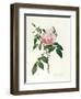 Rosa Chinensis and Rosa Gigantea, from 'Les Roses', 1817-Pierre-Joseph Redouté-Framed Giclee Print