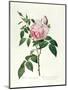 Rosa Chinensis and Rosa Gigantea, from 'Les Roses', 1817-Pierre-Joseph Redouté-Mounted Giclee Print