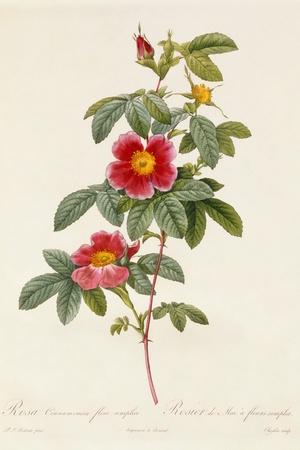 https://imgc.allpostersimages.com/img/posters/rosa-cinnamomea-flore-simplici_u-L-Q1HHKUH0.jpg?artPerspective=n
