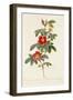 Rosa Cinnamomea Flore Simplici-Pierre-Joseph Redouté-Framed Giclee Print