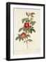 Rosa Cinnamomea Flore Simplici-Pierre-Joseph Redouté-Framed Giclee Print