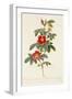 Rosa Cinnamomea Flore Simplici-Pierre-Joseph Redouté-Framed Giclee Print