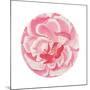 Rosa Circle-Wild Apple Portfolio-Mounted Art Print