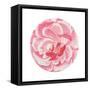 Rosa Circle-Wild Apple Portfolio-Framed Stretched Canvas