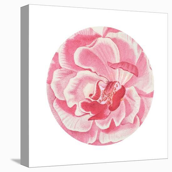 Rosa Circle-Wild Apple Portfolio-Stretched Canvas