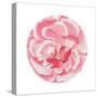 Rosa Circle-Wild Apple Portfolio-Stretched Canvas