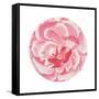 Rosa Circle-Wild Apple Portfolio-Framed Stretched Canvas