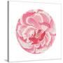 Rosa Circle-Wild Apple Portfolio-Stretched Canvas