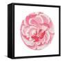 Rosa Circle-Wild Apple Portfolio-Framed Stretched Canvas