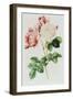 Rosa Damascena Celsiana or Damask Rose, Engraving from Les Roses, 1817-24-Pierre-Joseph Redouté-Framed Giclee Print