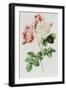 Rosa Damascena Celsiana or Damask Rose, Engraving from Les Roses, 1817-24-Pierre-Joseph Redouté-Framed Giclee Print