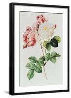 Rosa Damascena Celsiana or Damask Rose, Engraving from Les Roses, 1817-24-Pierre-Joseph Redouté-Framed Giclee Print