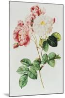 Rosa Damascena Celsiana or Damask Rose, Engraving from Les Roses, 1817-24-Pierre-Joseph Redouté-Mounted Giclee Print