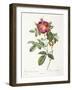 Rosa Damascena Coccina-Pierre-Joseph Redouté-Framed Giclee Print