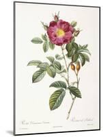 Rosa Damascena Coccina-Pierre-Joseph Redouté-Mounted Giclee Print