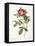 Rosa Damascena Coccina-Pierre-Joseph Redouté-Framed Stretched Canvas