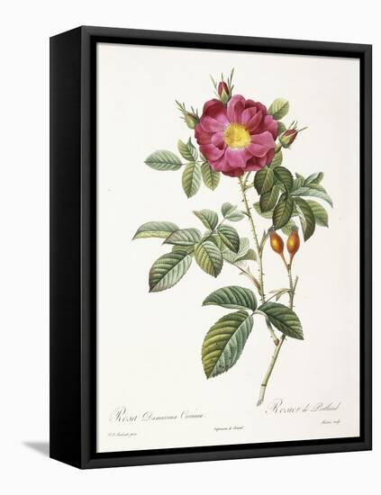 Rosa Damascena Coccina-Pierre-Joseph Redouté-Framed Stretched Canvas