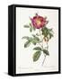 Rosa Damascena Coccina-Pierre-Joseph Redouté-Framed Stretched Canvas