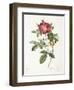 Rosa Damascena Coccina-Pierre-Joseph Redouté-Framed Giclee Print