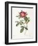 Rosa Damascena Coccina-Pierre-Joseph Redouté-Framed Giclee Print