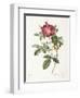 Rosa Damascena Coccina-Pierre-Joseph Redouté-Framed Giclee Print