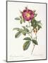 Rosa Damascena Coccina-Pierre-Joseph Redouté-Mounted Giclee Print