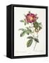 Rosa Damascena Coccina-Pierre-Joseph Redouté-Framed Stretched Canvas