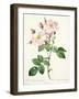 Rosa Damascena Variegata (York and Lancaster Rose), Engraved by Bessin, from 'Les Roses', 1817-24-Pierre-Joseph Redouté-Framed Giclee Print