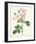 Rosa Damascena Variegata (York and Lancaster Rose), Engraved by Bessin, from 'Les Roses', 1817-24-Pierre-Joseph Redouté-Framed Giclee Print