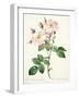 Rosa Damascena Variegata (York and Lancaster Rose), Engraved by Bessin, from 'Les Roses', 1817-24-Pierre-Joseph Redouté-Framed Giclee Print