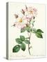 Rosa Damascena Variegata (York and Lancaster Rose), Engraved by Bessin, from 'Les Roses', 1817-24-Pierre-Joseph Redouté-Stretched Canvas