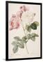 Rosa Damascena-Pierre-Joseph Redouté-Framed Giclee Print